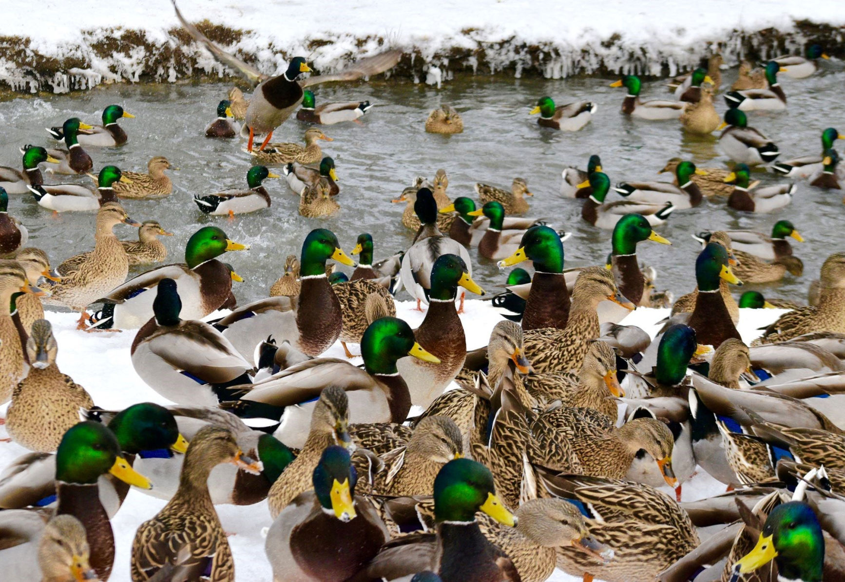 Mallards congregating at a Montana creek